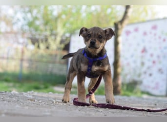 Melitta - verschmuste und freundliche kleine Dame