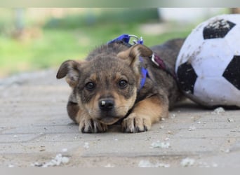 Melitta - verschmuste und freundliche kleine Dame