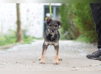 Thorsten - neugieriger, medium aktiver und verspielter Welpen Rüde