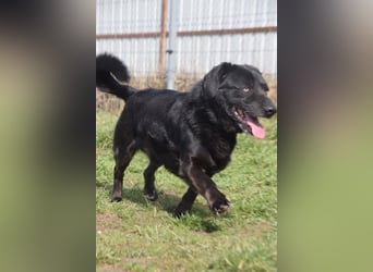 Poldi - netter ruhiger Senior sucht Zuhause als Einzelprinz