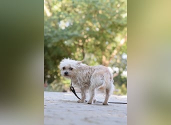 Spätzle - kleiner Schatz sucht Menschen mit Geduld und Herz