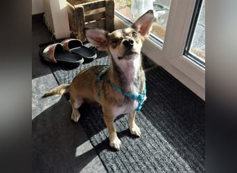 Peggy - kleine Maus sucht Herzensmensch