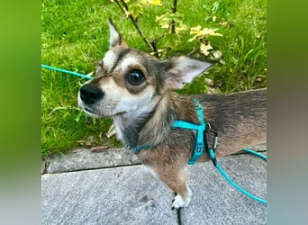 Peggy - kleine Maus sucht Herzensmensch