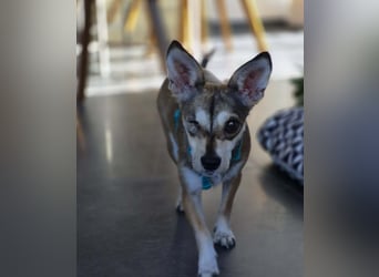 Peggy - kleine Maus sucht Herzensmensch