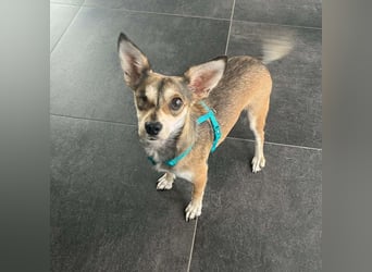 Peggy - kleine Maus sucht Herzensmensch