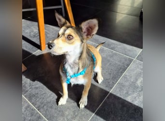 Peggy - kleine Maus sucht Herzensmensch