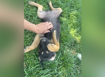 Kleine Liv sucht großes Glück