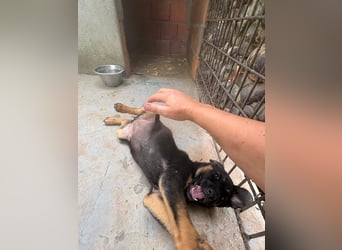 Kleine Liv sucht großes Glück