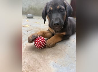 Kleine Liv sucht großes Glück