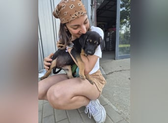Kleine Liv sucht großes Glück