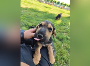 Dringend: Für unseren kleinen Lucas wird der Tierheim-Alltag zunehmend zur Belastung