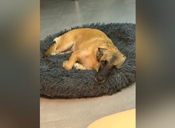 Zuhause gesucht - Lillie