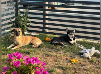 Zuhause gesucht - Lillie