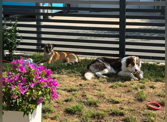 Zuhause gesucht - Lillie