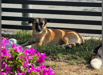 Zuhause gesucht - Lillie