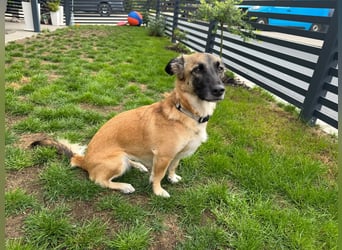 Zuhause gesucht - Lillie