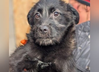 Cookie süßer Welpe wartet auf seine Familie