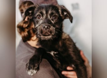 Cookie süßer Welpe wartet auf seine Familie