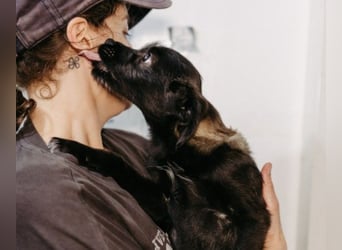 Cookie süßer Welpe wartet auf seine Familie