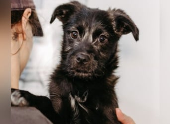 Cookie süßer Welpe wartet auf seine Familie