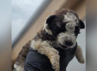 zuckersüße Dana sucht ihre Familie