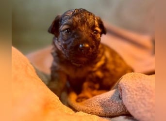 Welpe 27B braucht dringend einen Namen und ein liebevolles Zuhause