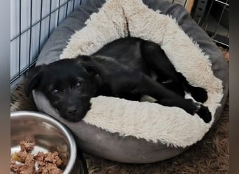 Cookie süßer Welpe wartet auf seine Familie