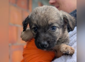 Welpe 27B braucht dringend einen Namen und ein liebevolles Zuhause