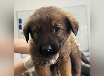 Ganalani süßer verspielter Welpenjunge wartet auf seine Familie