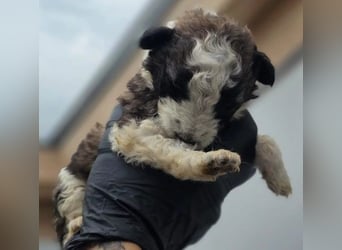 zuckersüße Dana sucht ihre Familie