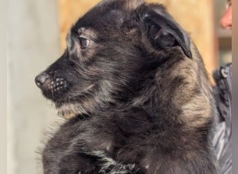 Cookie süßer Welpe wartet auf seine Familie