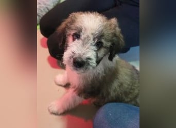 zuckersüße Dana sucht ihre Familie