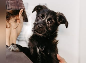Cookie süßer Welpe wartet auf seine Familie
