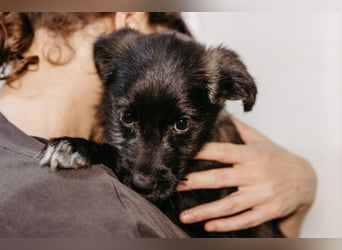 Cookie süßer Welpe wartet auf seine Familie