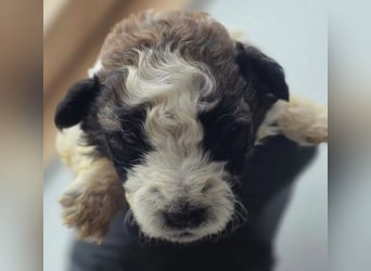 zuckersüße Dana sucht ihre Familie