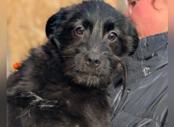 Cookie süßer Welpe wartet auf seine Familie