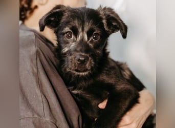 Cookie süßer Welpe wartet auf seine Familie