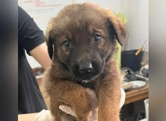 Ganalani süßer verspielter Welpenjunge wartet auf seine Familie