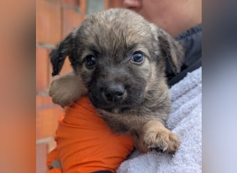 Welpe 27B braucht dringend einen Namen und ein liebevolles Zuhause