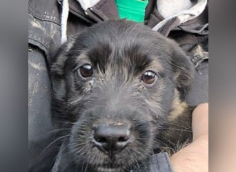 Cookie süßer Welpe wartet auf seine Familie