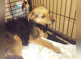 zarte kleine Hundeseele AUDREY - 1,5 Jahre, 35cm/7kg