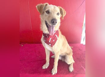 ❤️❤️❤️ liebenswerter FRENKI ging durch die Hölle - 2,5 Jahre, 42cm - Mischling