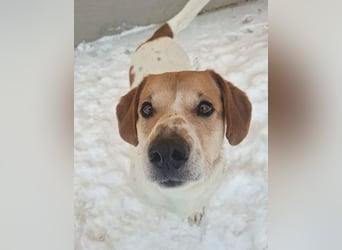 ❤️❤️❤️ knuffiger allerliebster MUFFIN - 4 Jahre, 37cm - Mischling