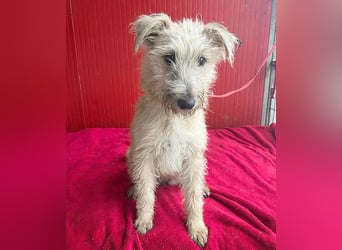 süße kleine MADDIE - 6 Monate, 35cm/6kg - Mischling