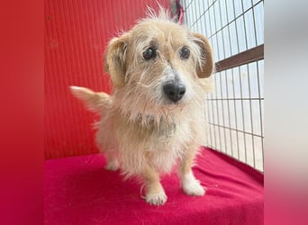 liebe kleine Struppi-Maus MOMO - 9 Jahre, 30cm/9kg