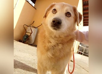 ZUCO - Engel auf 4 Pfoten - 13 Jahre, 40cm - Mischling