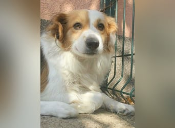 zarte Hundeseele LOTTA - 4 Jahre, 40cm/15kg - Mischling