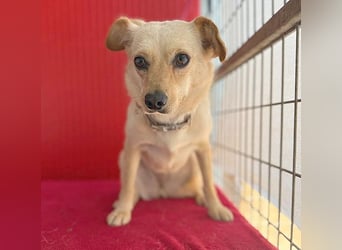 ❤️ zarte Hundeseele TILLY - 2 Jahre, 40cm/9kg - Mischling