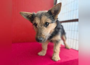 ❤️❤️❤️ kleine Knutschkugel FIFI - 2 Jahre, 35cm - Mischling