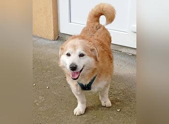 ZUCO - Engel auf 4 Pfoten - 13 Jahre, 40cm - Mischling